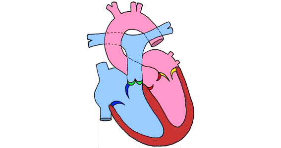 心脏供血动态图解图片