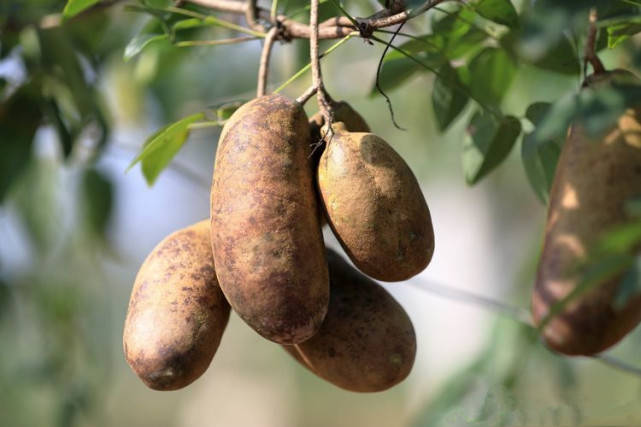 别名:山通草(神农本草经),野木瓜(救荒本草),通草,附支(本经),丁( 