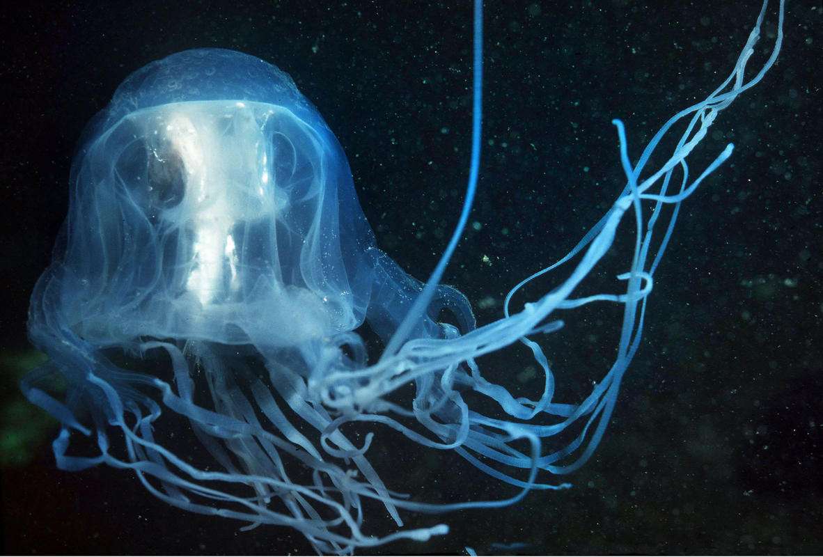 它们是海底最靓丽的生物,却身怀剧毒,被誉为"海底透明杀手"_水母