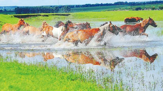 呼伦贝尔草原上的蒙古马