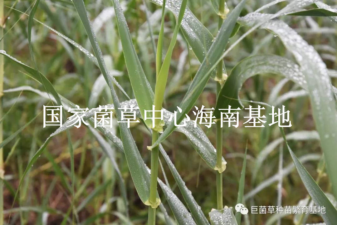 我国|高效修复土壤污染的超富集植物：绿洲一号