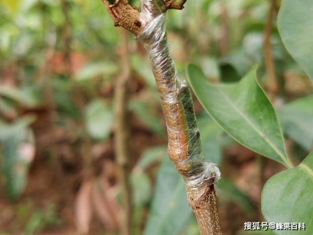 嫁接技术:果树苗木嫁接处形成树瘤疙瘩危害大,怎么办?-搜狐大视野-搜狐新闻
