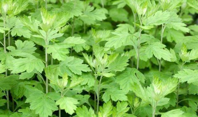 原创天然祛湿王找到了,就藏在我们身边,每天坚持用,湿气一去不复返