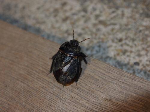 病虫害科普丨根土蝽的危害与防治