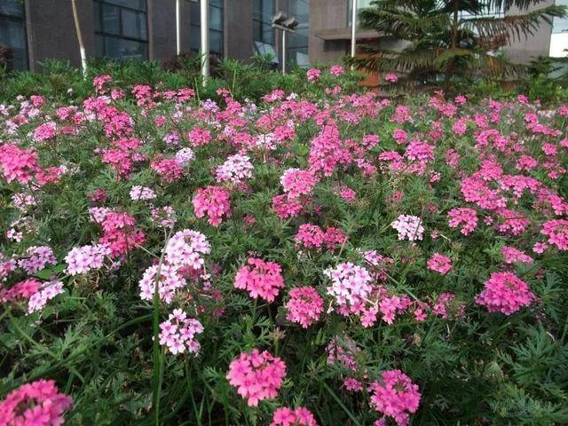浪漫相知相守铺地锦美女樱这么养护花开富贵福漫天