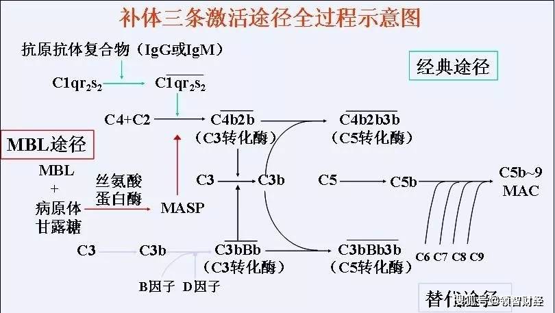 补体是一种可介导免疫应答和炎症反应的血清蛋白,活化后具有酶活性