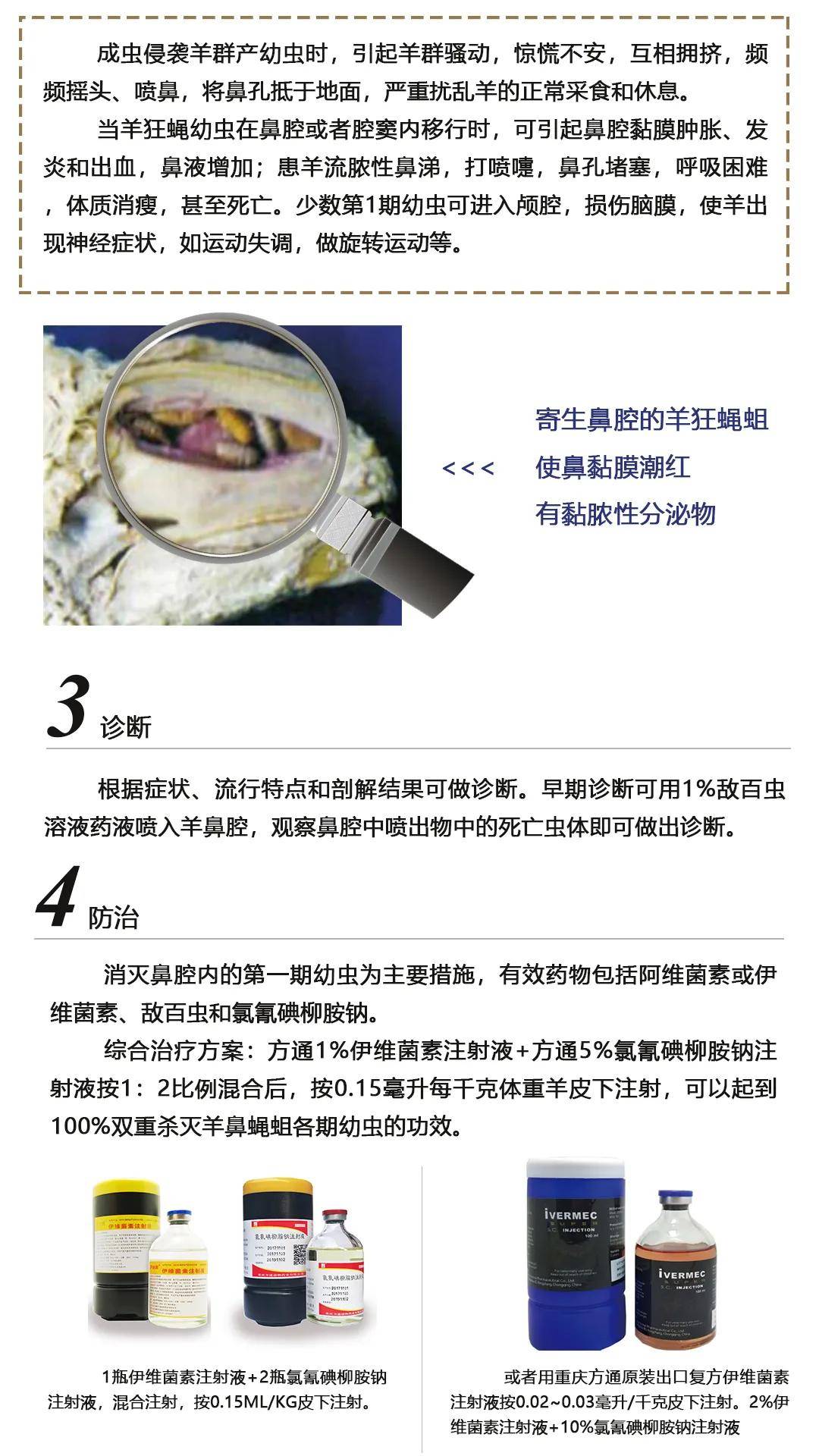 【方通课堂】羊狂蝇蛆病