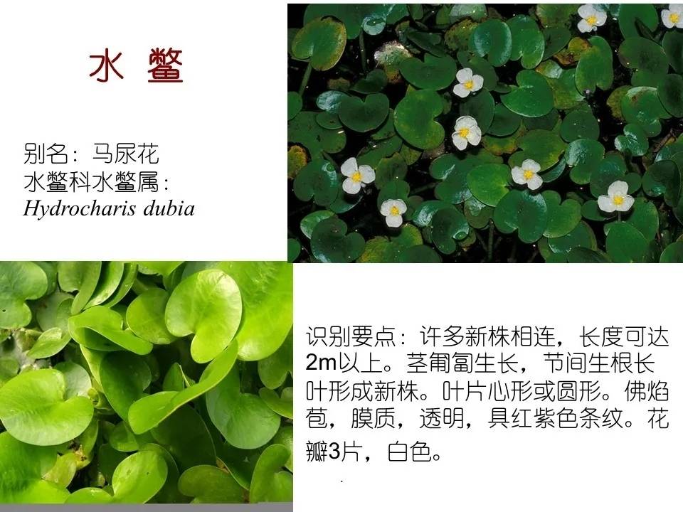 74在浅水处可生根于泥中,如满江红,浮萍,水鳖等.