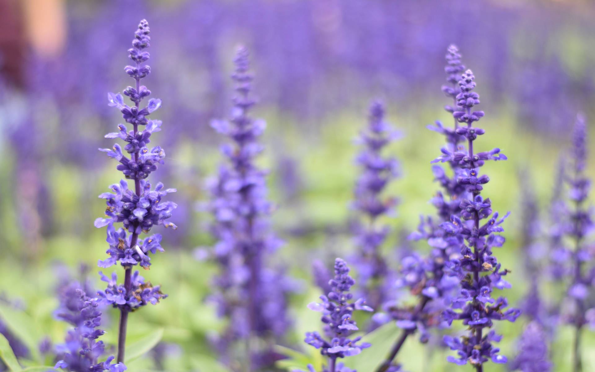 牛牛人8月8号会有一场滔天大事接不接你说了算