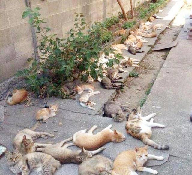 养猫就种"猫薄荷",吃了满地打滚,快乐似神仙,引来一群猫