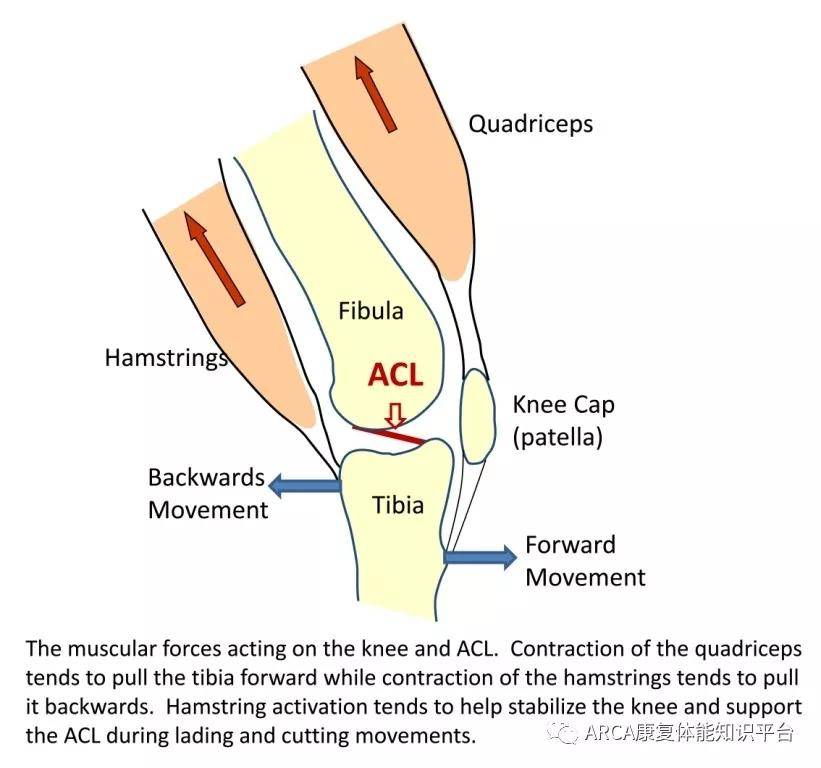 quadriceps femoris图片