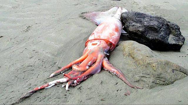 深海巨型鱿鱼突然大举入侵北美,鲑鱼神秘失踪引起科学家介入调查