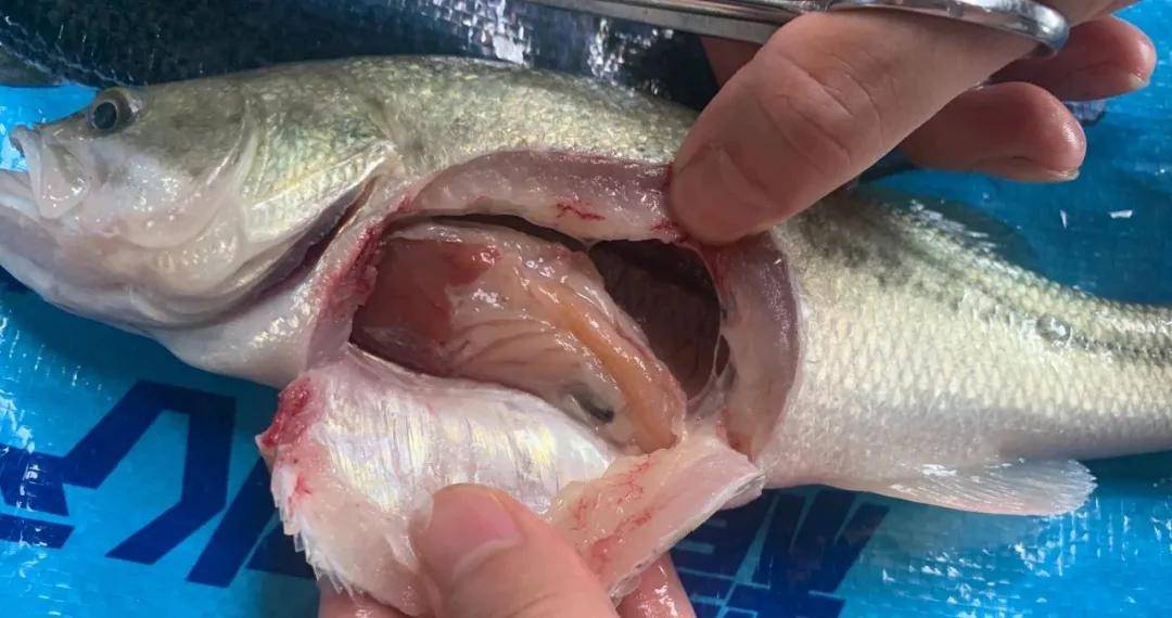 加州鲈养殖如何面对高温"烤"验,安全度过热应激!_肝脏