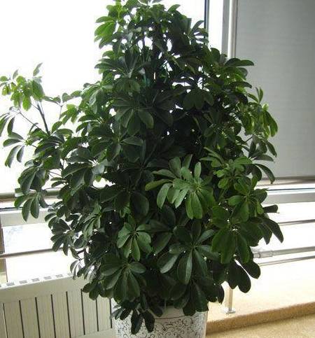 5种"花"养家中,能招财,能"镇宅",比绿萝,发财树强多了!_植物
