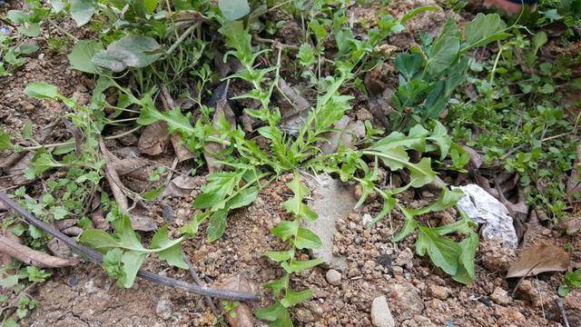 原创这种长寿菜,日本人天天吃,含钙比牛奶还高!