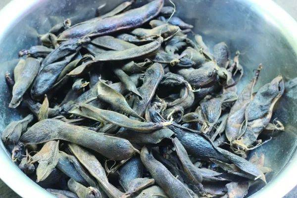 将已晒干的蚕豆壳或稻草烧成灰,冷却后用纱布包好,放在一只干净的甑里