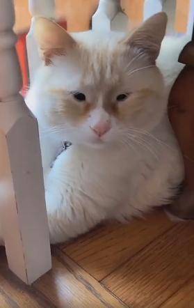 万万没想到 猫也有长得像李荣浩的