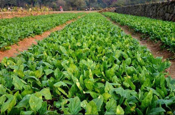 菠菜四季栽培法