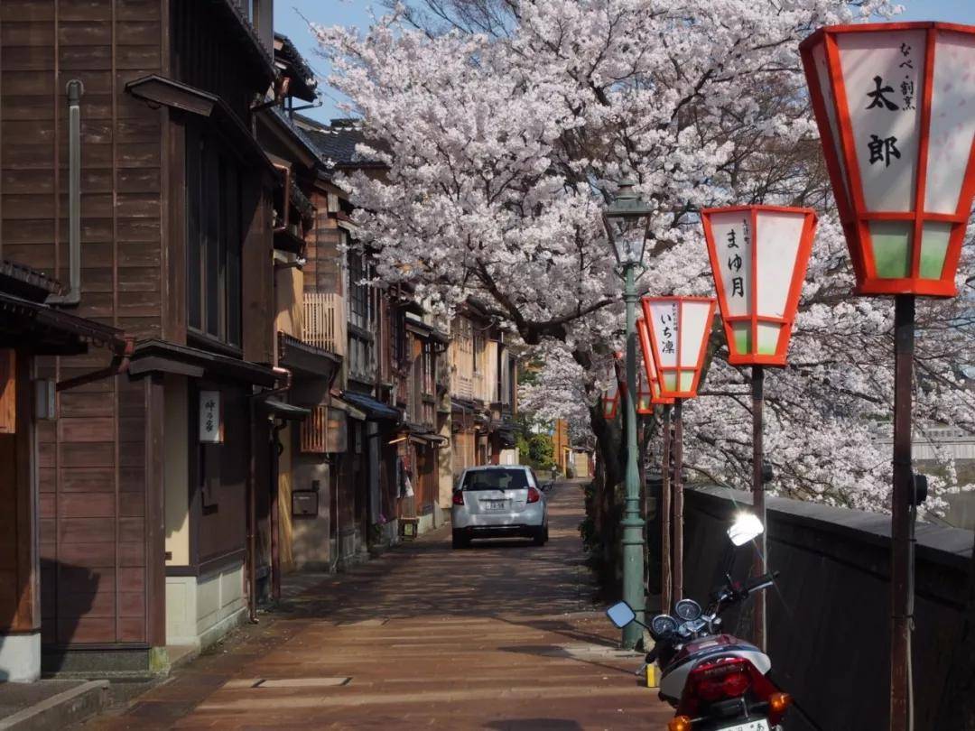 为什么说金泽是日本的「小京都」?_樱花