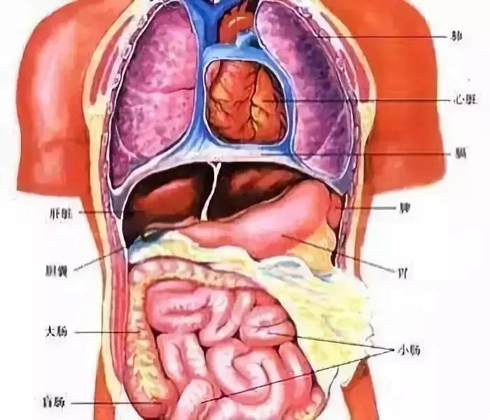 人体胆囊在哪个位置图片