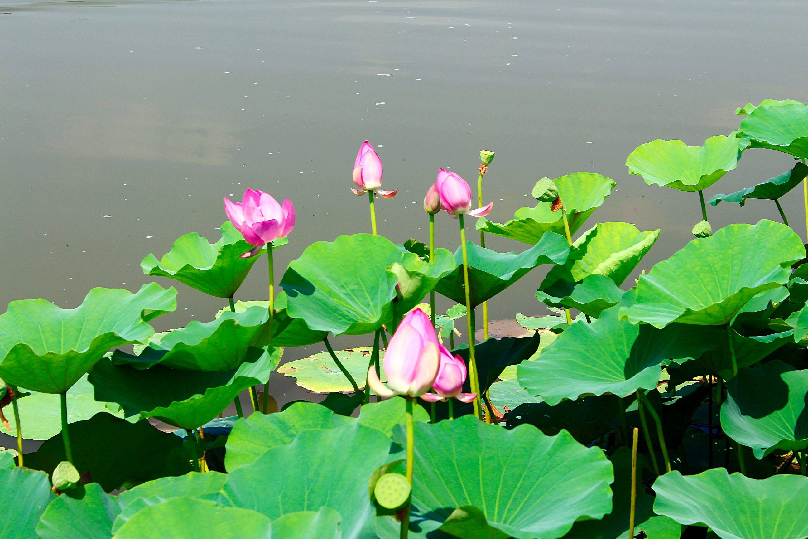 雄安新区白洋淀风光