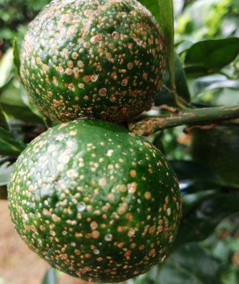 柑橘果实上布满黄疙瘩,是病害还是虫害,果农如何防治?