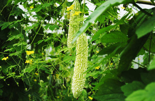 保健型苦瓜固体饮料配方整体方案的开发公司