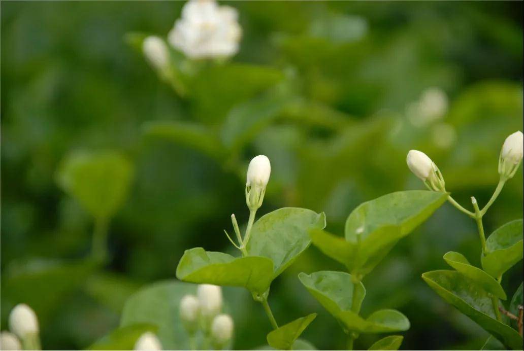 橫縣茉莉花茶,百色芒果,桂平西山茶入選受歐盟保護地理標誌_廣西