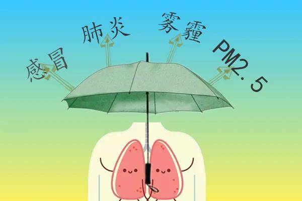 为何说养肺就是养命想要肺好燕窝少不了