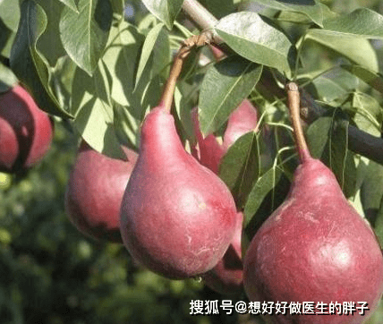 功效五:红星梨是天然防癌抗癌的民间圣果,常吃能够抑制致癌物质的生长