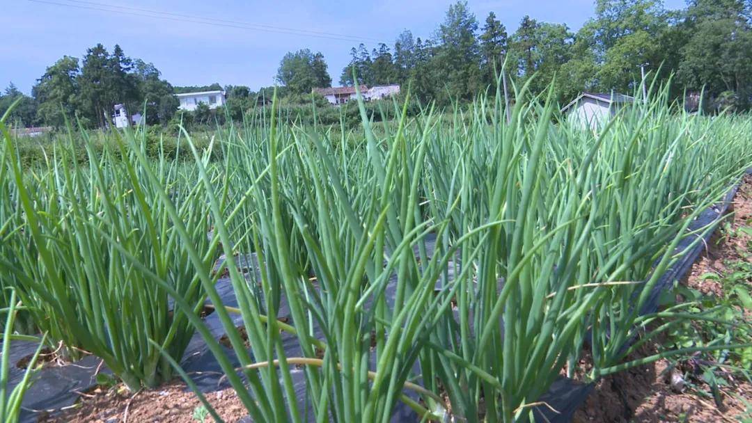威宁县羊街镇蛇街村130亩红葱喜获丰收,亩产3000斤_种植