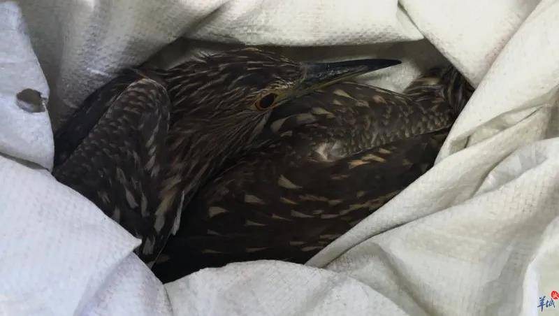 原创佛山高明一女子把夜游鹤当成宠物养,结果