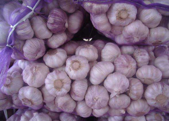 比一般的蒜还要辣的安丘两河大蒜