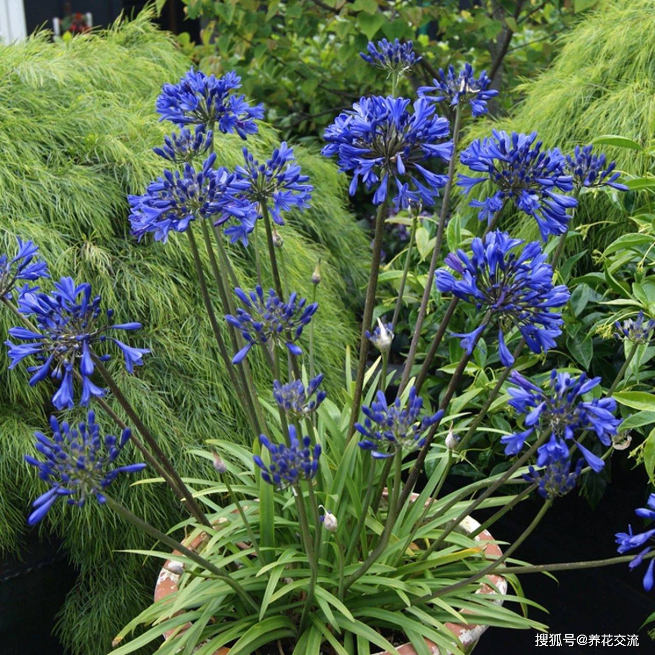 67夏天买盆耐热耐晒的百子莲可买裸根栽种用小花盆养容易开花