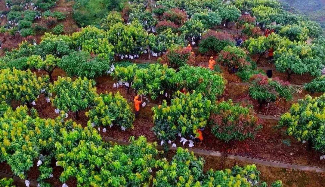 唯一以花命名的城市,地处四川却产热带水果_攀枝花