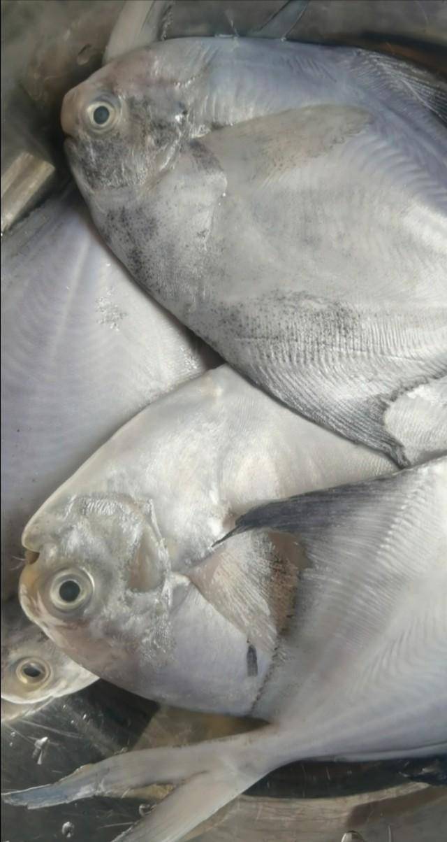 鲳鱼这样创新吃法全家人都抢着吃,生辣酸爽配细嫩昌鱼肉鲜美