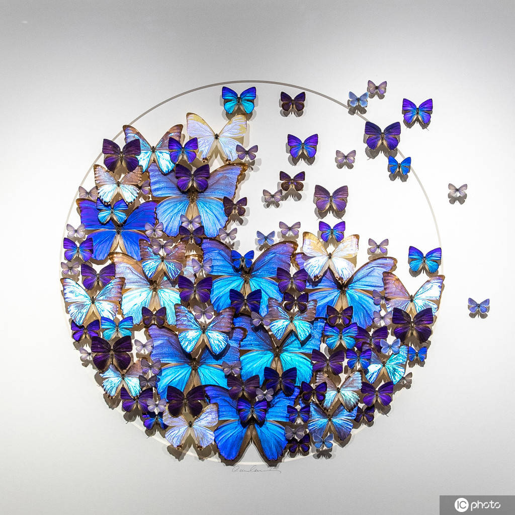 130万的昆虫标本生物重生艺术展科幻感十足