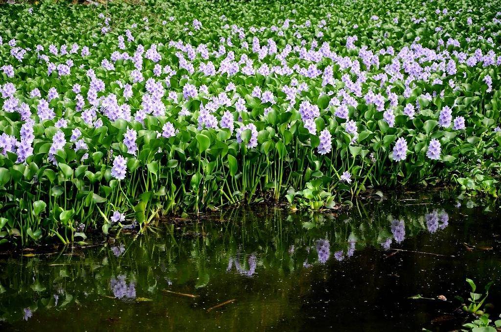 原创曾经泛滥成灾的"水葫芦,现在怎么都不见了?外来物种再次败北