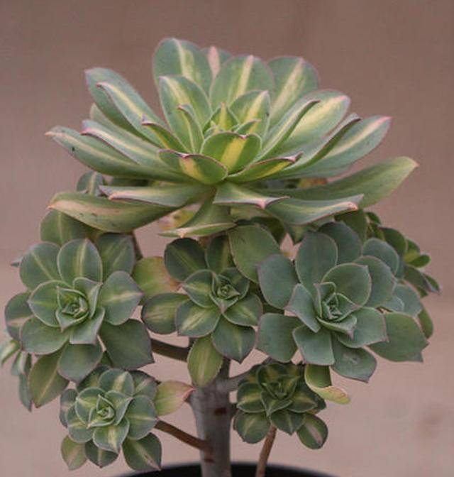 原创璀璨耀眼庄重素雅的莲花掌中斑莲花这么养护色彩绚烂星光熠熠