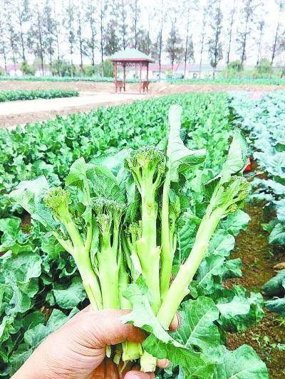 市区联手彩排一苔大戏武汉亮出示范种植西兰苔路线图