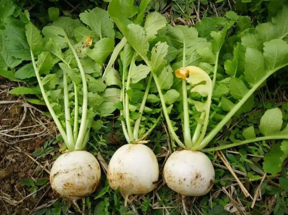 种植萝卜,如何才能防止空心?