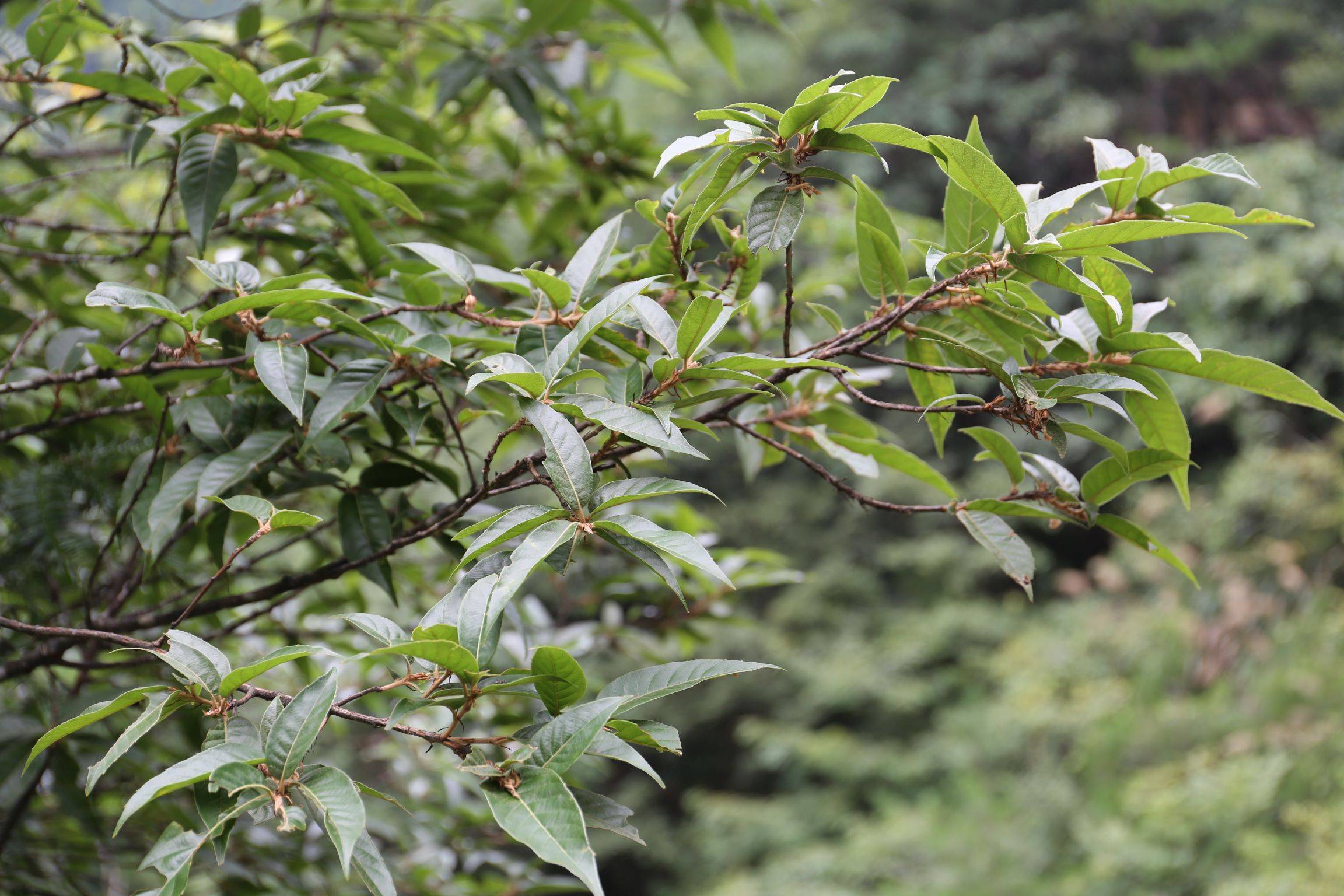 庆元植物1223-壳斗科-栎属-巴东栎_手机搜狐网