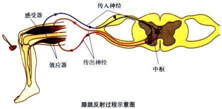 趣看心理学流派之"行为心理学":捕捉看得见,摸得着的行为_手机搜狐网