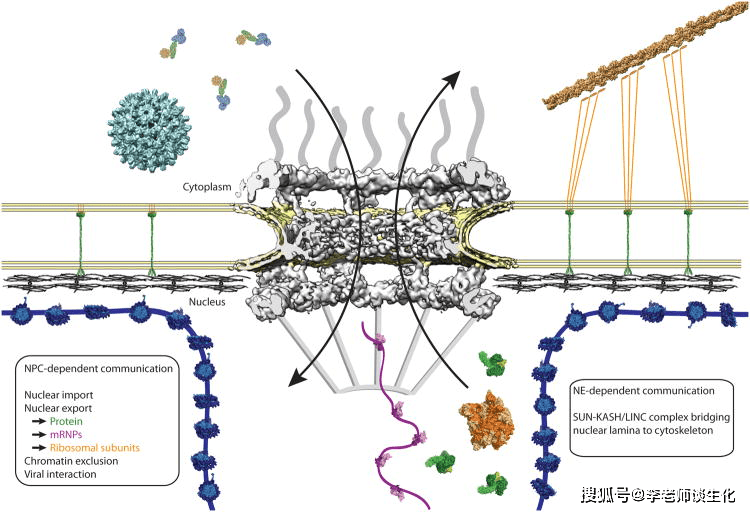 原創蛋白質翻譯和加工轉運的遊離核糖體途徑(三)