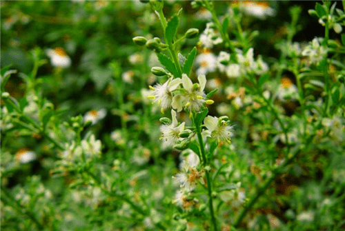 《补笔谈》里提到过一嘴,表示如果误服,一种名为"坐拿草"的叶子可以用