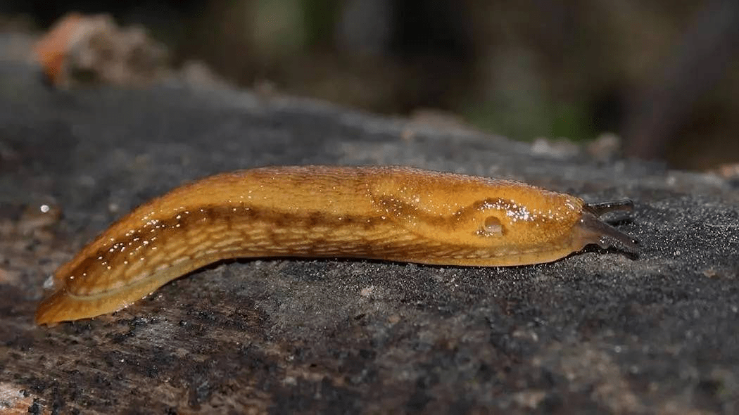 (图1:鼻涕虫,图源网络)