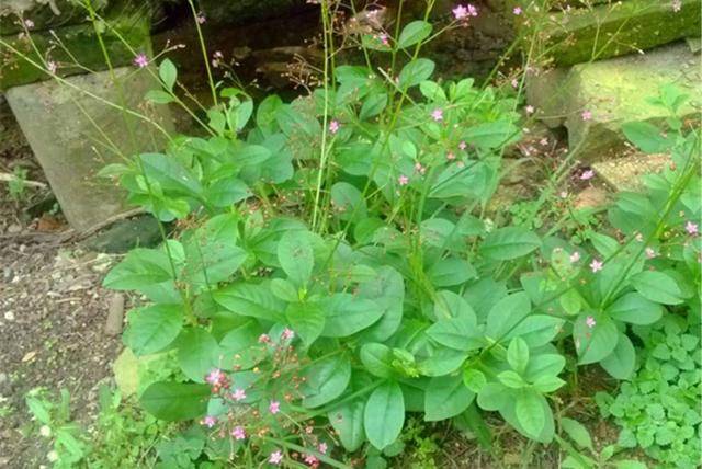 農村的這種植物,人稱