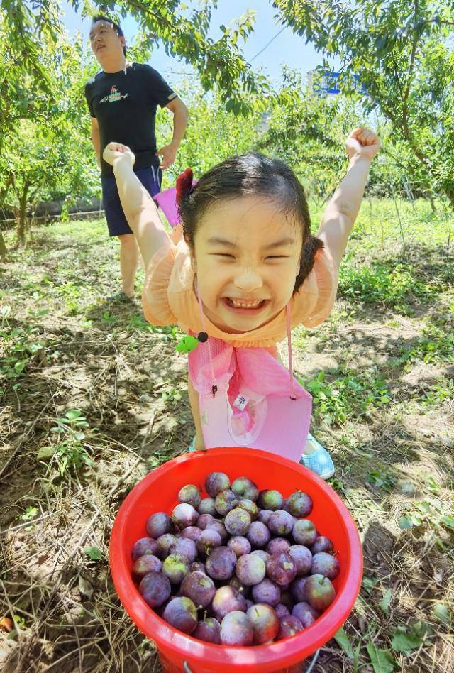 原创湖北宜昌一农民种300亩紫红色李子果如葡萄美采摘6元1斤
