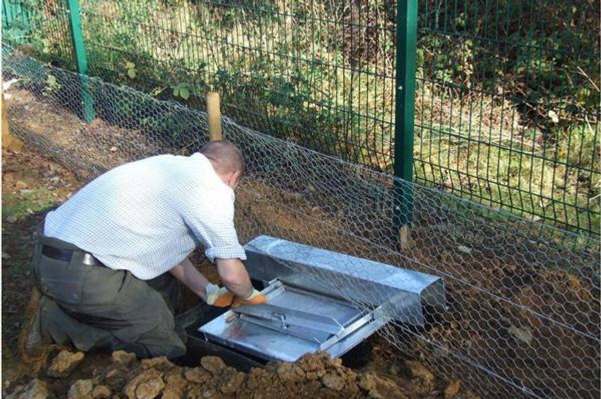 原创主人在地洞下设陷阱原以为是抓猛兽没想竟只是为了抓它