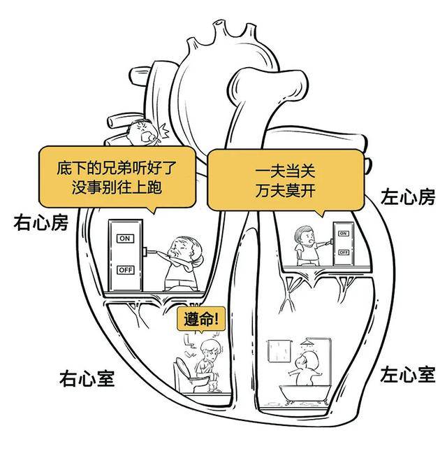 血液只能从上到下心房和心室中间,有个门,叫房室瓣上面两个是心房